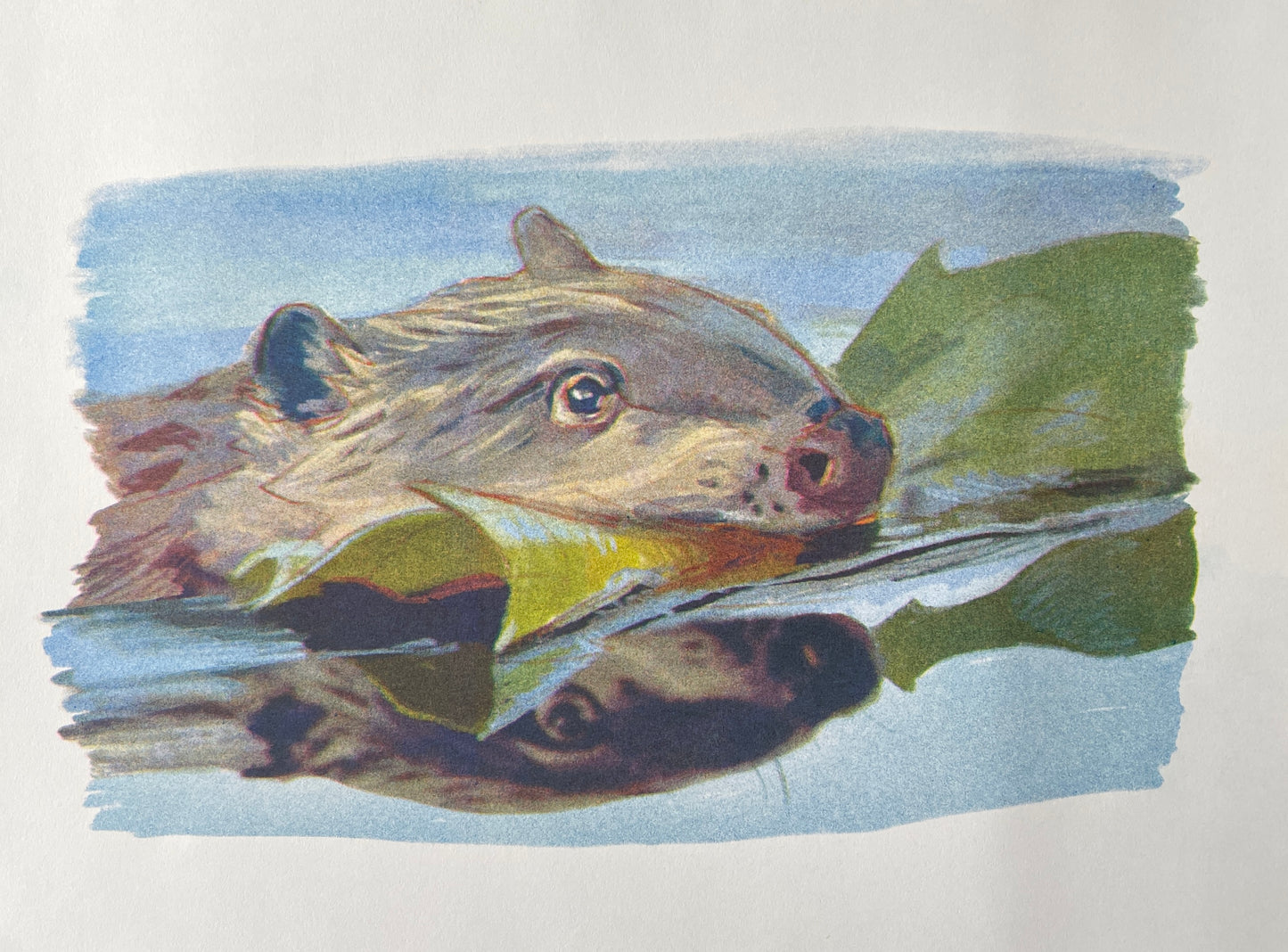 Baby Beaver Risograph Print