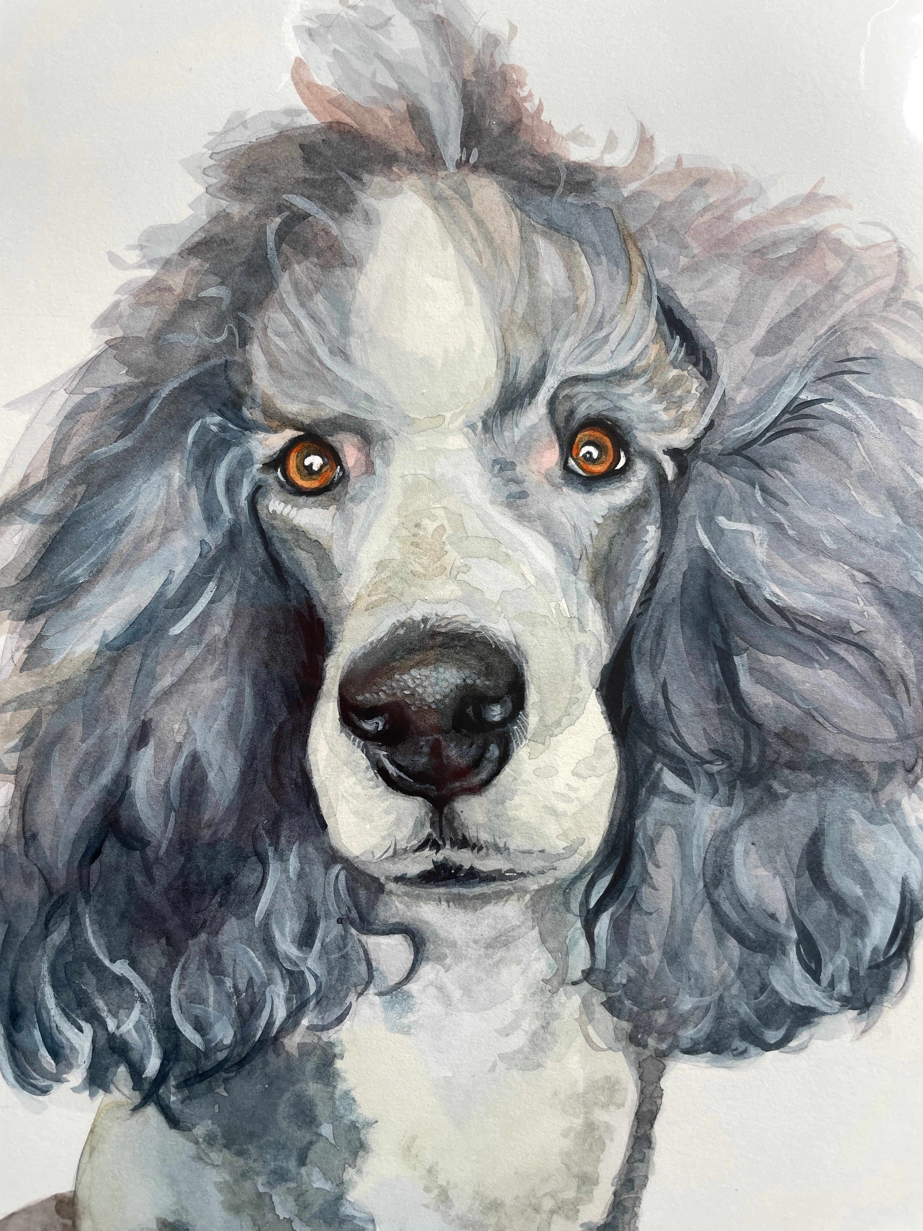 close up of a watercolor portrait of a standard poodle