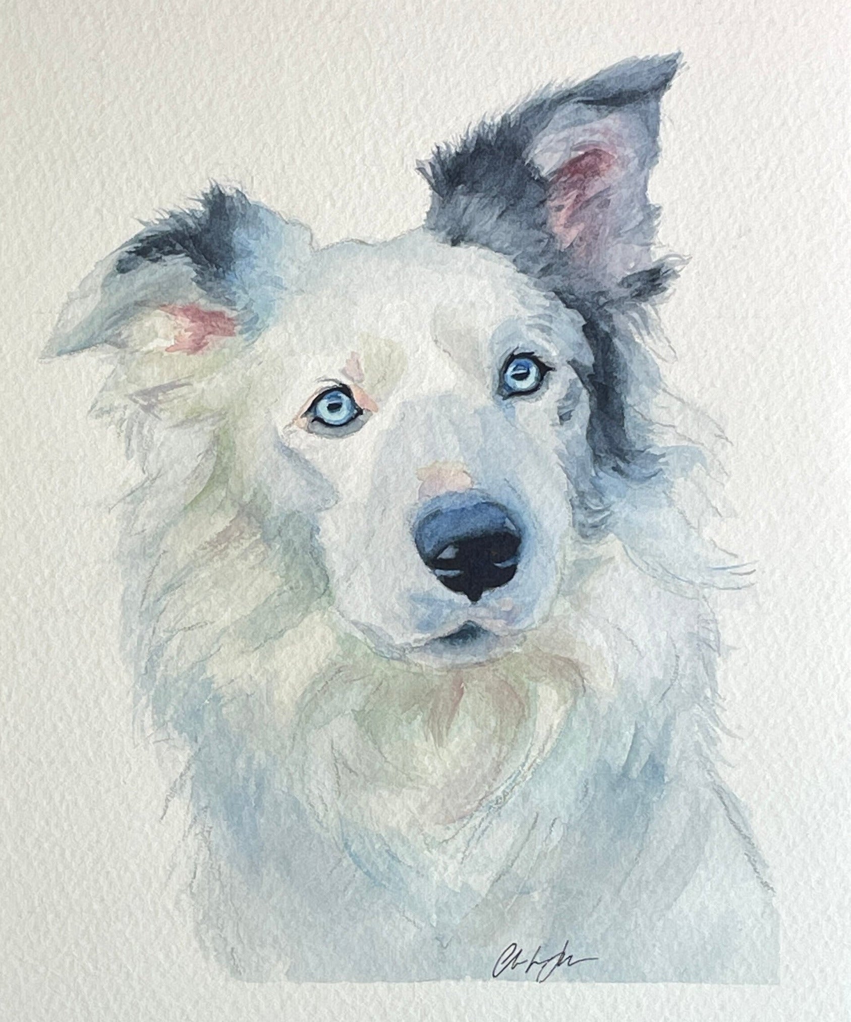 watercolor painting of a mostly white border collie with light blue eyes