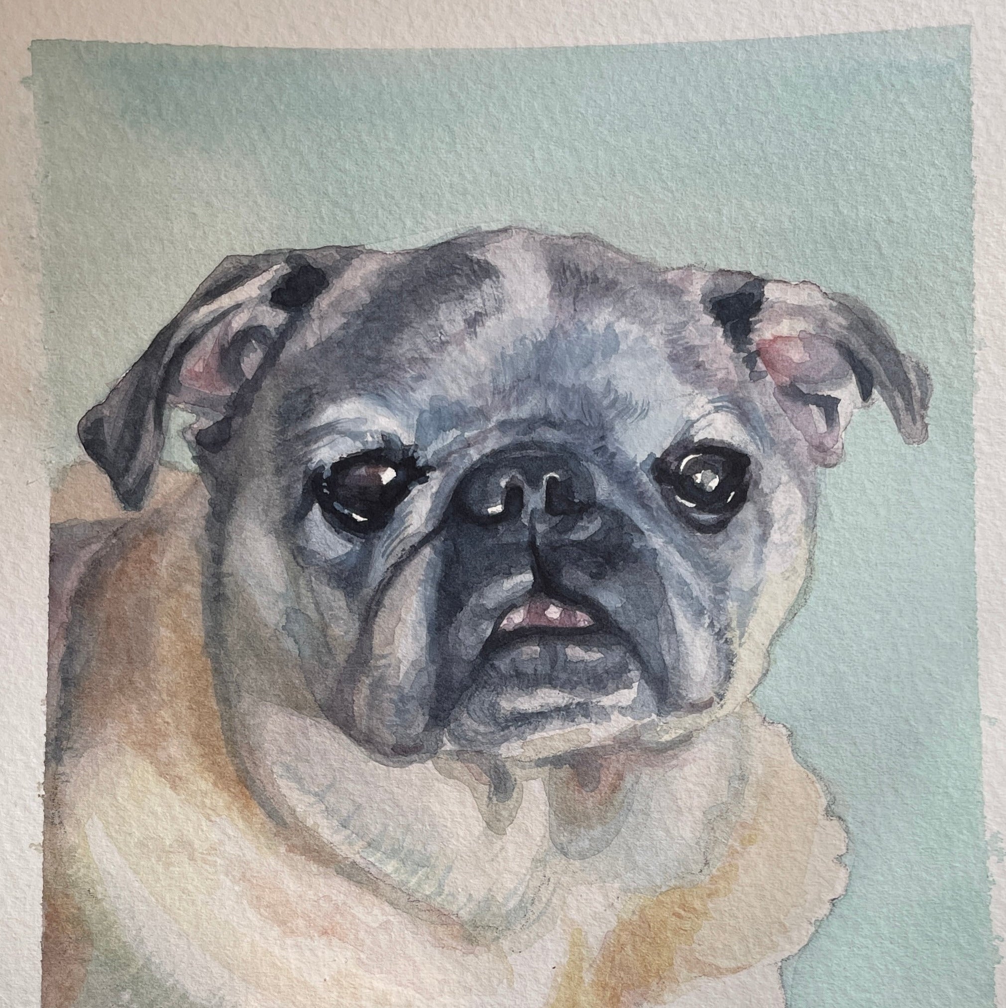 a watercolor portrait of a pug